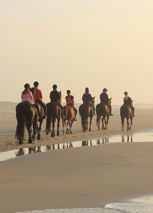 Huize-Schouten-Terschelling-tips-paarden.jpg